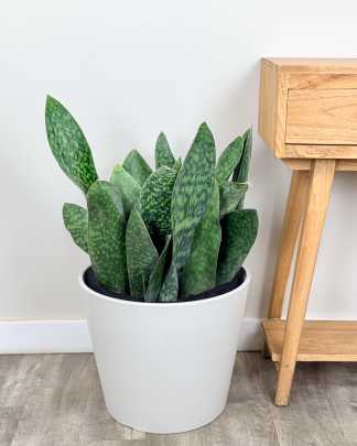 Whale Fin Sansevieria - Extra Large