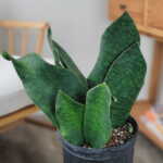 Whale Fin Sansevieria
