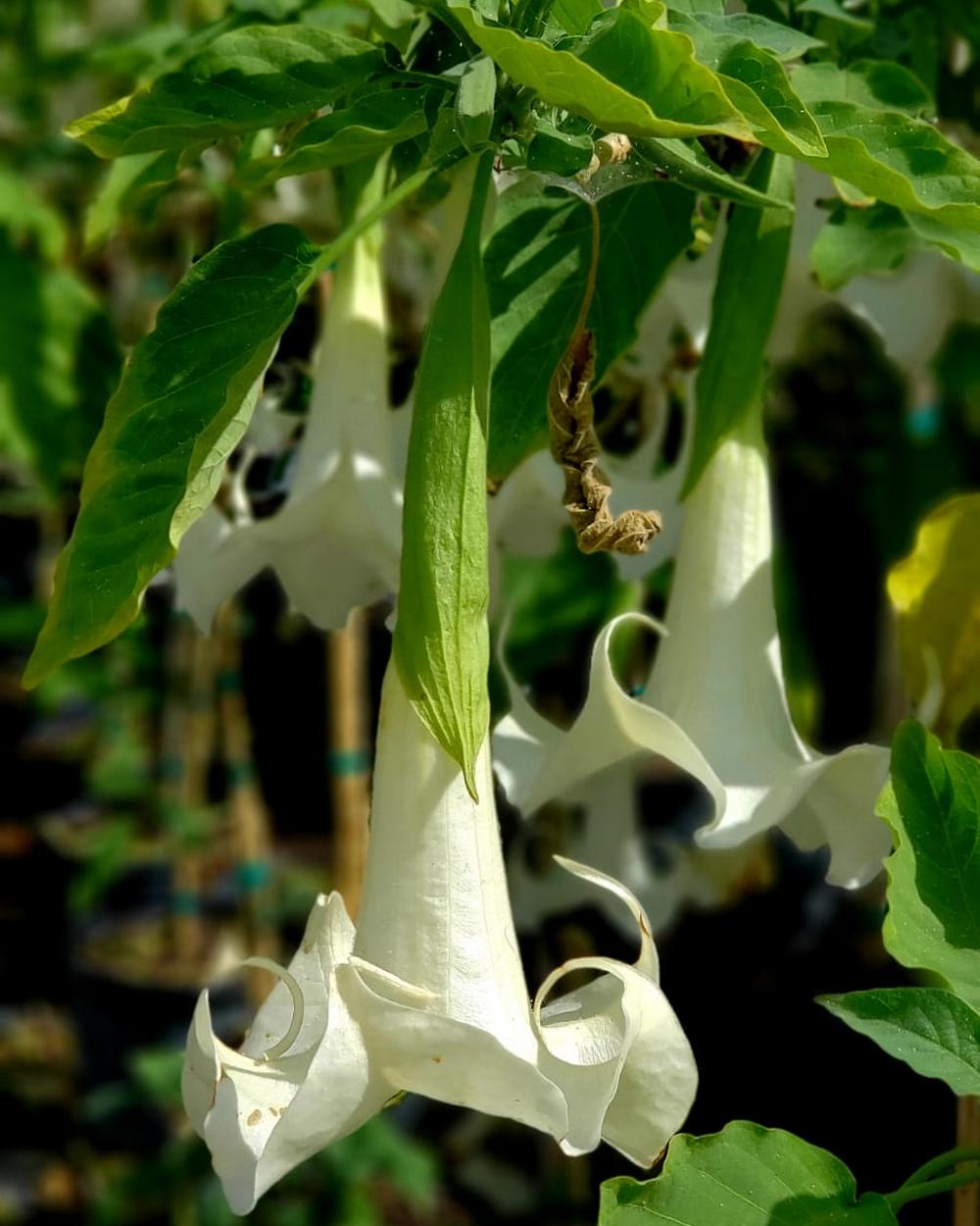 brugmansia, angel’s trumpet