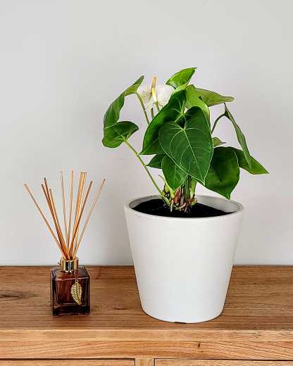 White-Anthurium-1G-1-416x520.jpg