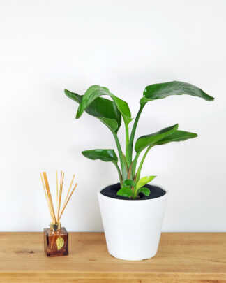 White Bird of Paradise