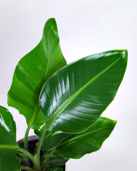 Foliage Foliage