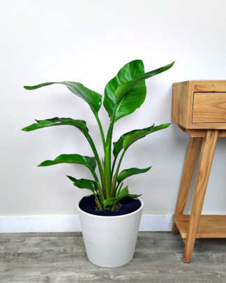 White Bird of Paradise