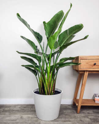 White Bird of Paradise