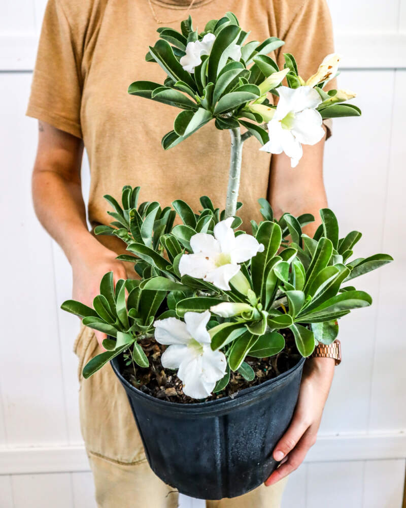 Adenium Obesum ~ White Desert Rose ~ Live Plant