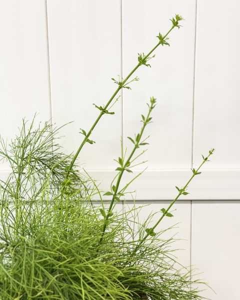 Foliage 1