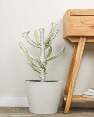 White Ghost Cactus
