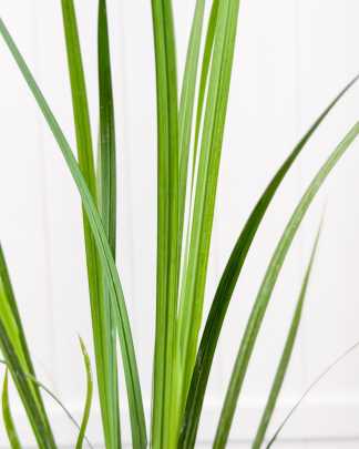 Dietes iridioides, White African Iris, Fortnight lily