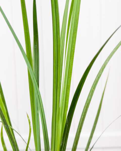 Leaves Leaves