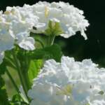 white lantana