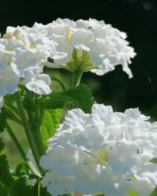 white lantana
