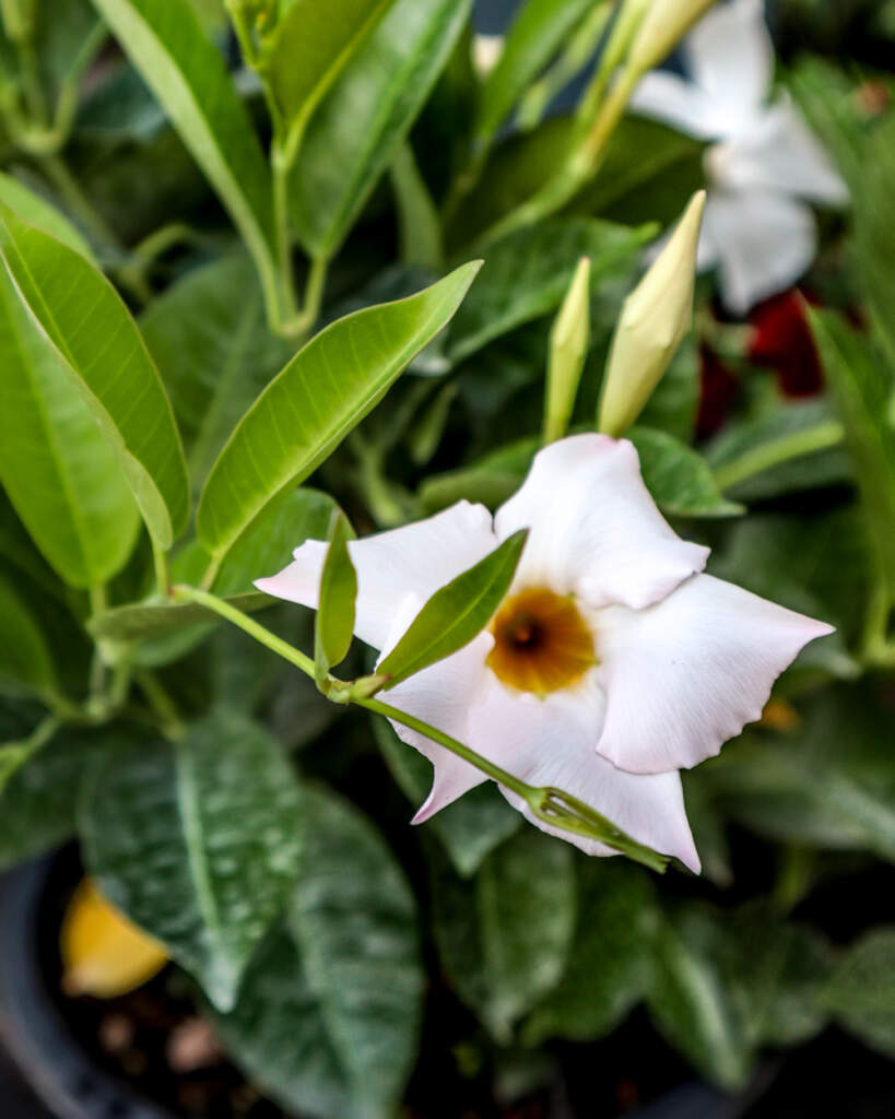 White Dipladenia