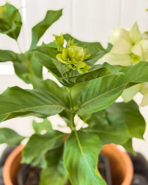 Foliage Foliage