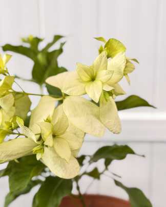 Dona Aurorae Mussaenda - White