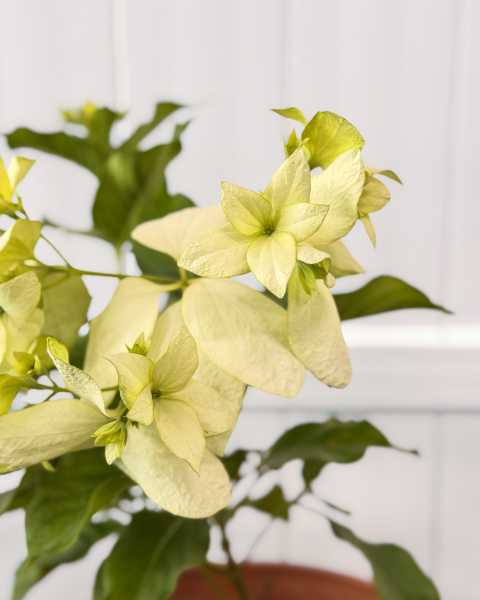 Flower Flower