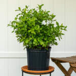 white plumbago large