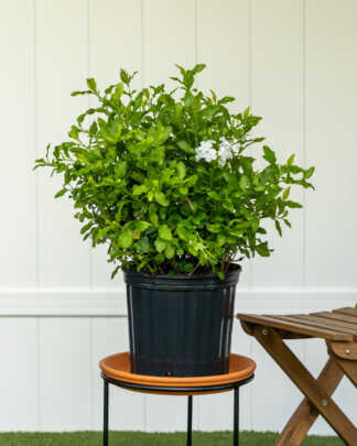 white plumbago large
