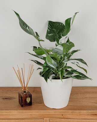 Philodendron White Princess