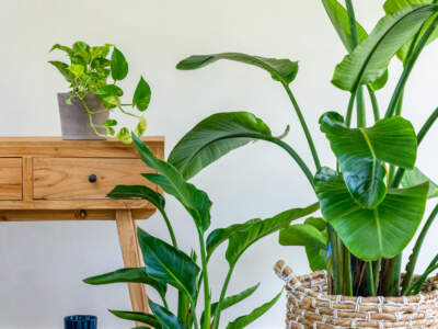 white bird of paradise xl