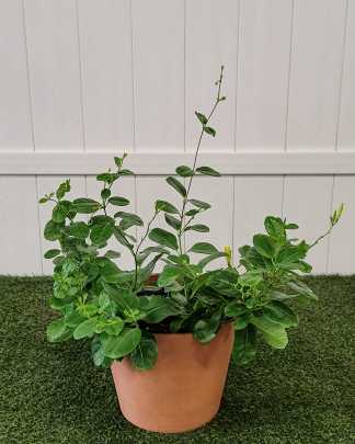 Wild Allamanda - Large