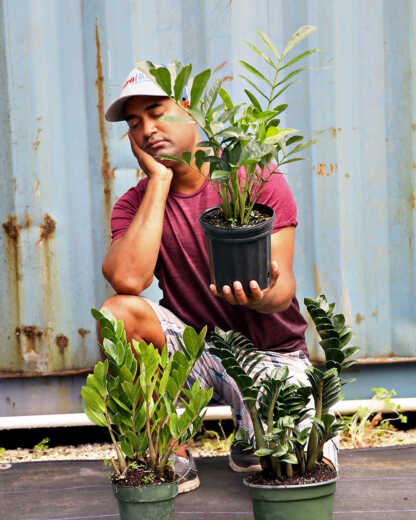 Buy Wild Zz Plant Zamioculcas Zamiifolia Free Shipping Over 100