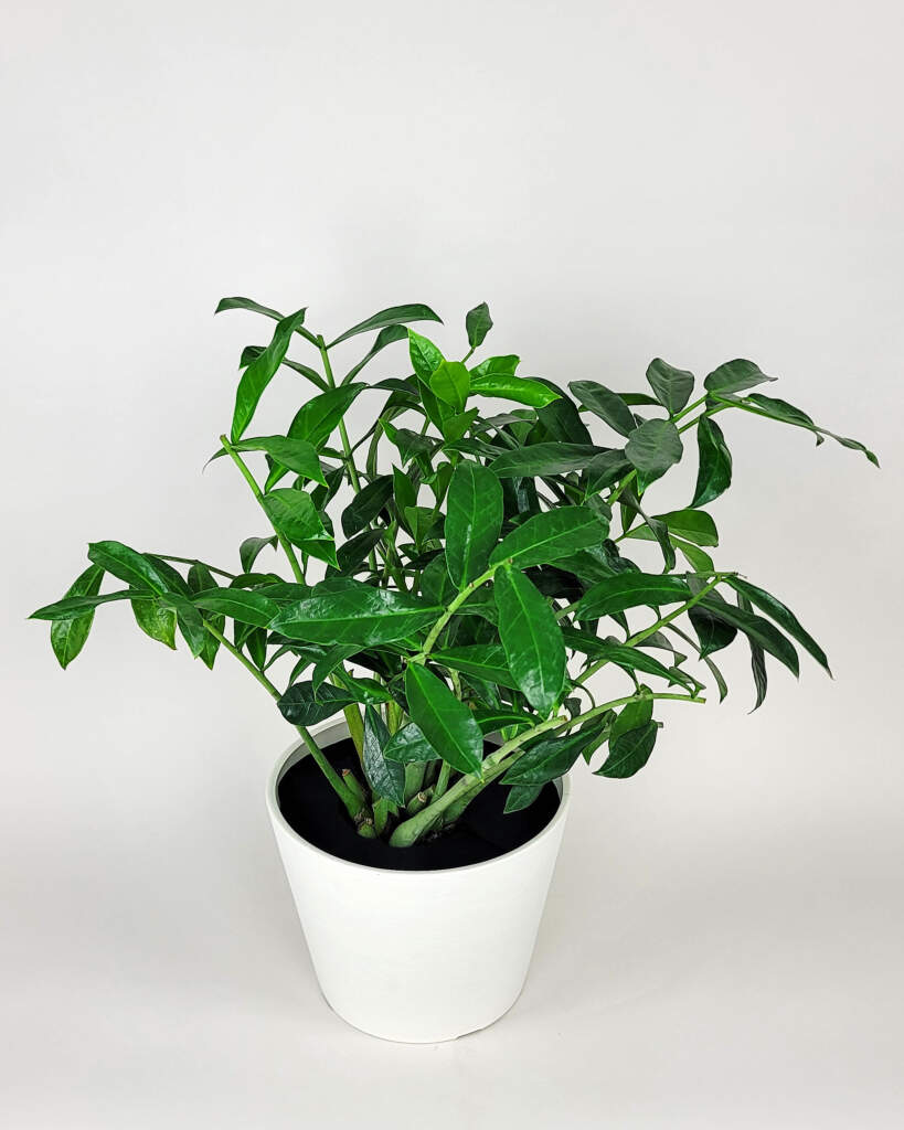 ZZ Plant - Natural Form