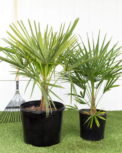 Large vs. Extra Large Large vs. Extra Large