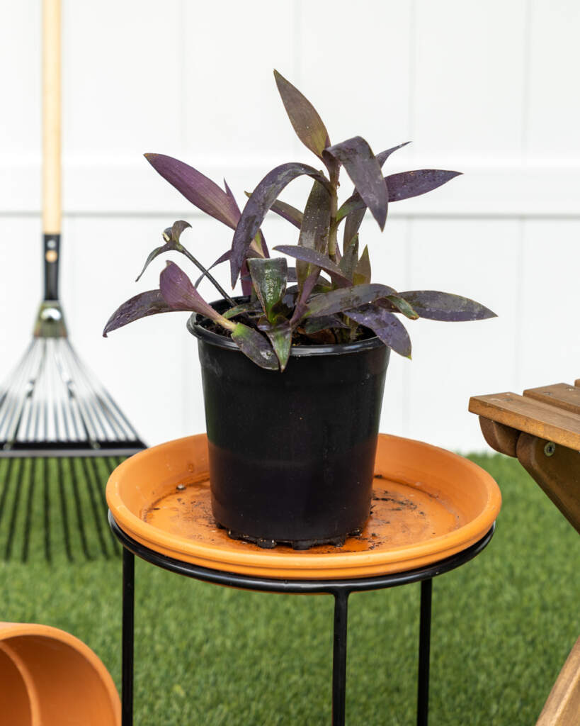 Tradescantia pallida, Purple Queen, Wandering Jew, Purple Heart PlantVine