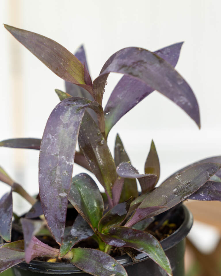 Tradescantia pallida, Purple Queen, Wandering Jew, Purple