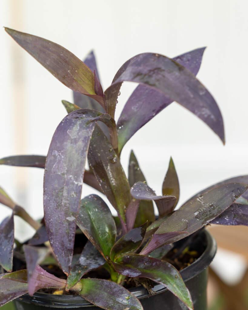 Purple Queen Wandering Jew PlantVine