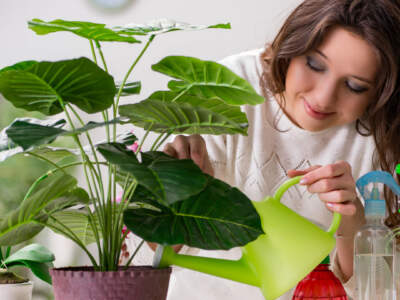 the young woman looking after plants at home