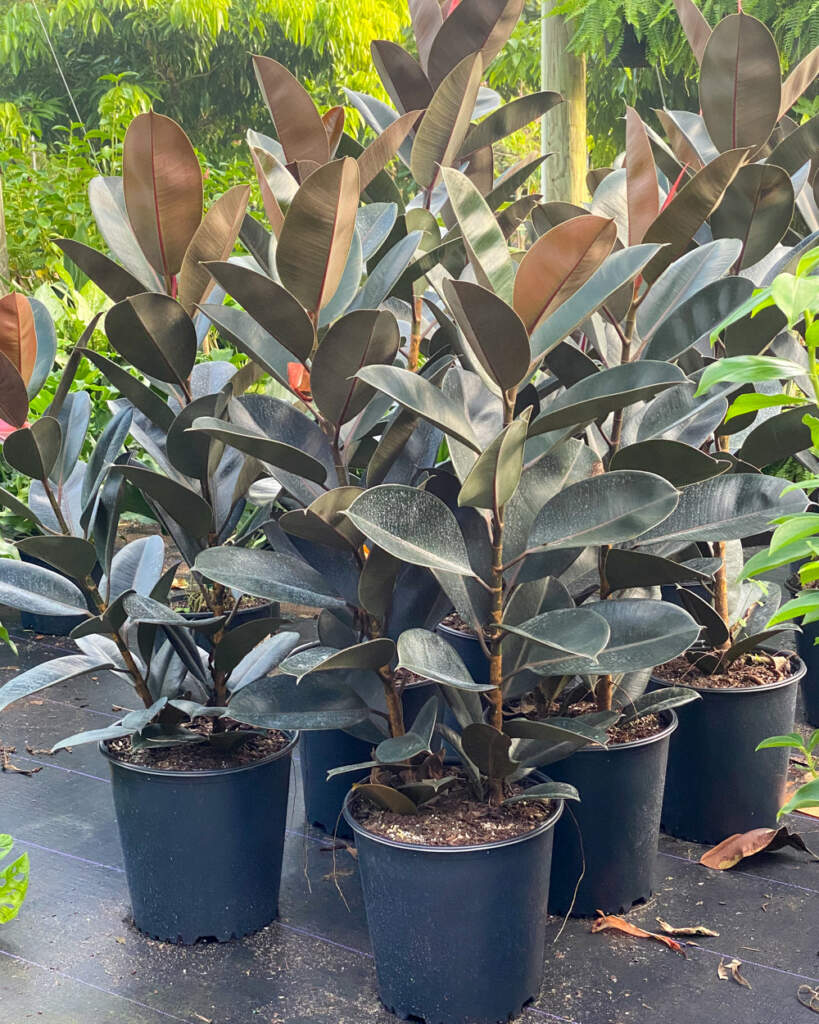 Buy Ficus elastica 'Burgundy', Indian Rubber Plant Free