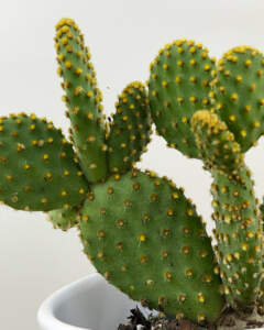 Foliage yellow bunny ear cactus