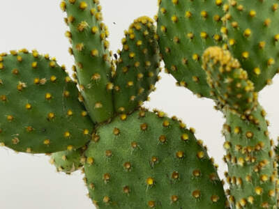 yellow bunny ear cactus