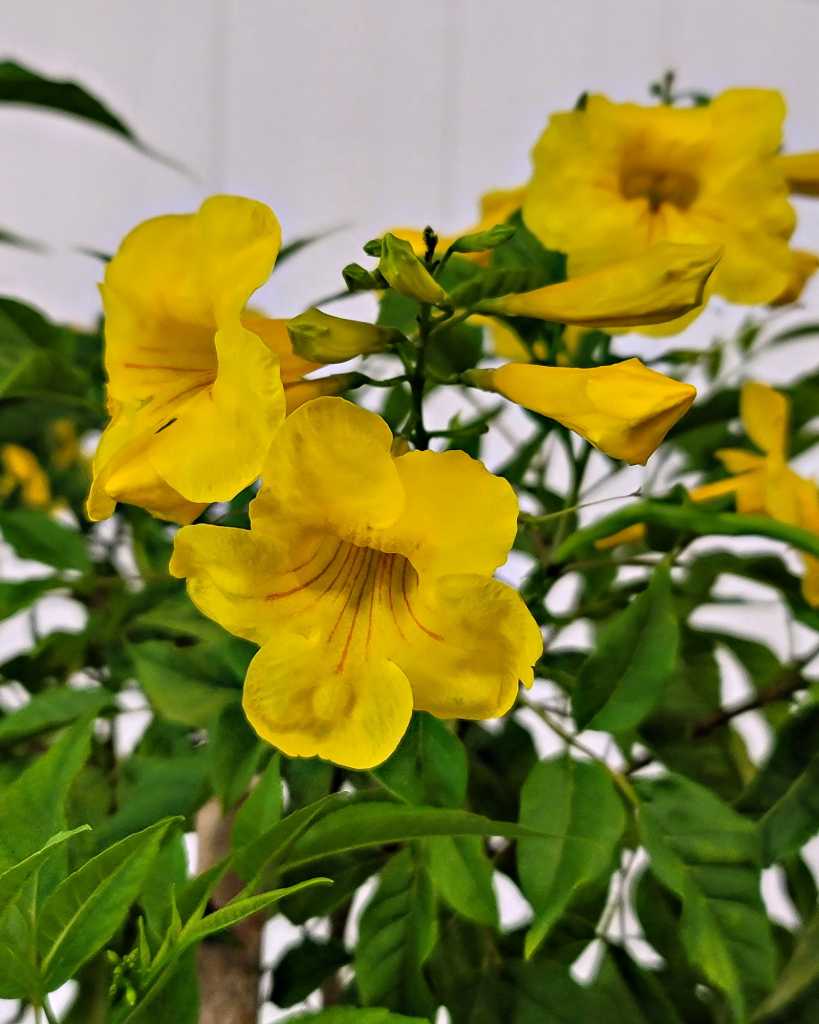 Tecoma stans 'Yellow Elder'