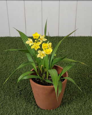 Yellow Ground Orchid