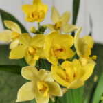 Yellow Ground Orchid