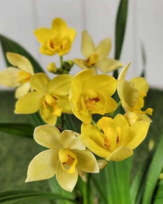 Yellow Ground Orchid