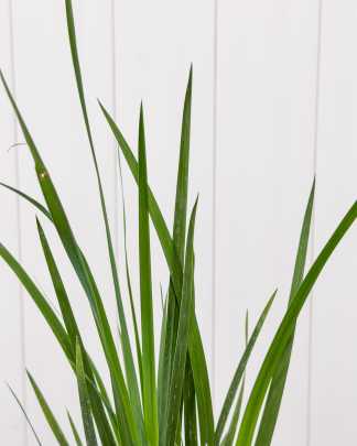 Yellow African Iris