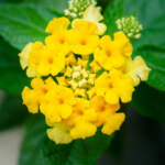 yellow lantana