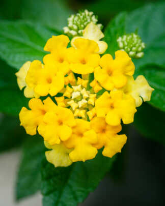 yellow lantana