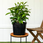 yesterday today tomorrow large