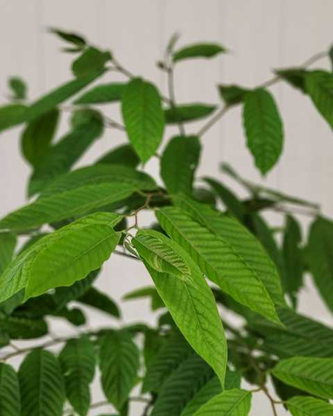 Foliage Foliage