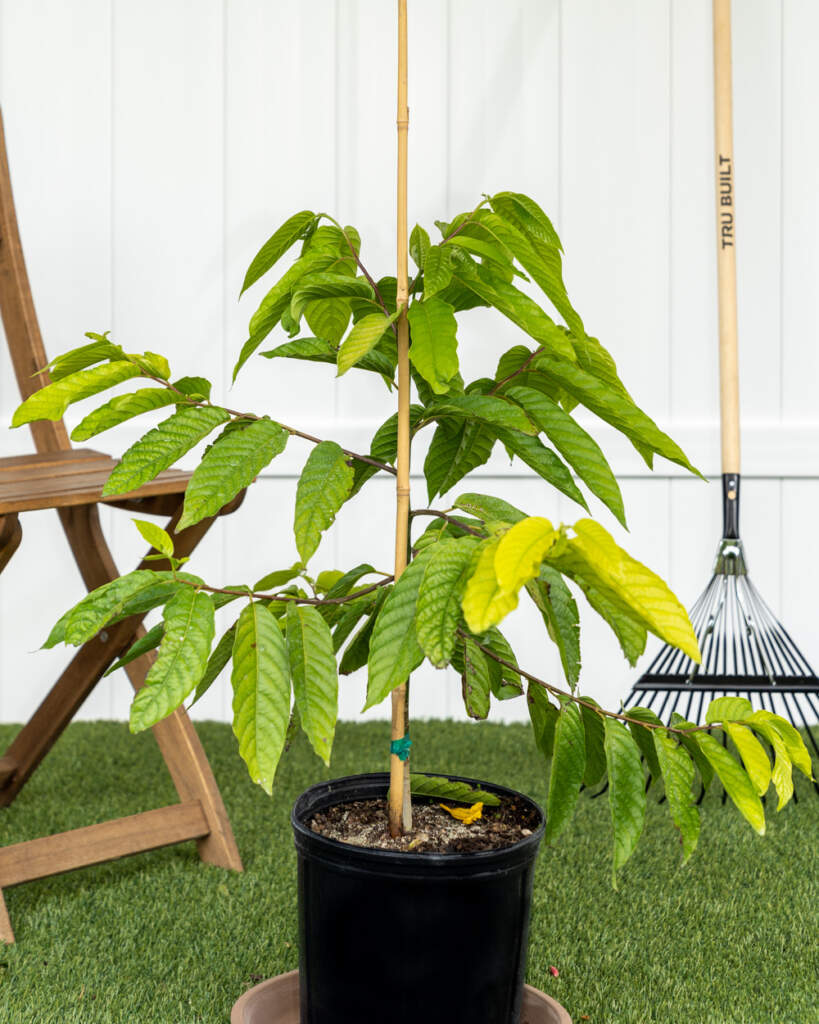YlangYlang Tree PlantVine