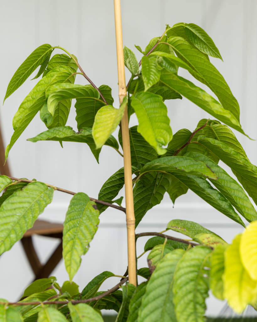 YlangYlang Tree PlantVine