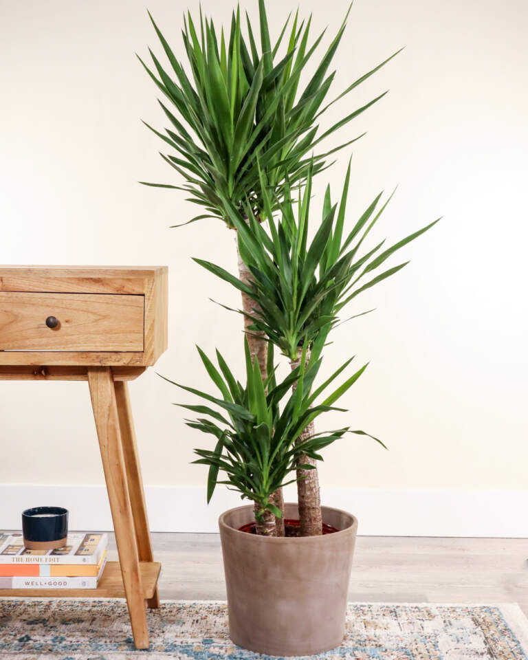 Buy Yucca Tree For Indoors Free delivery over 100.
