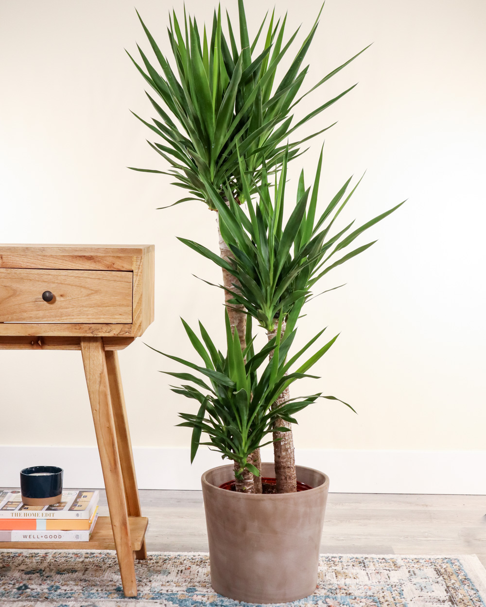 Artificial Yucca plants in a black trough for an outdoor seating area