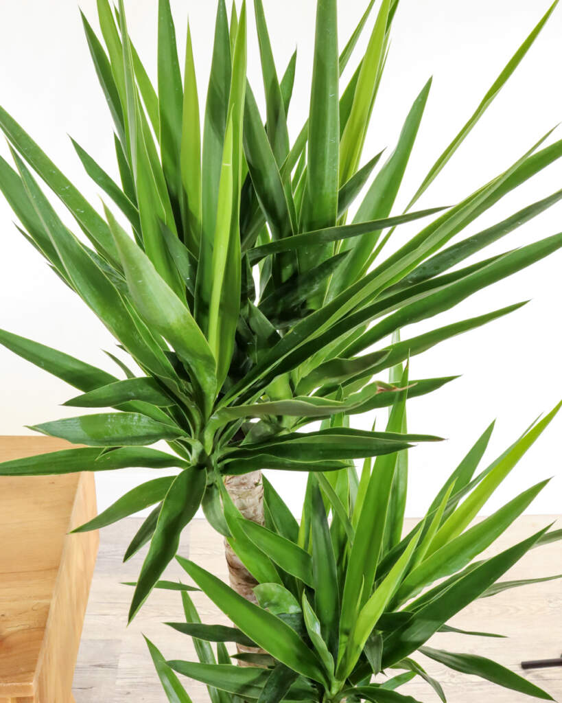 Buy Yucca Tree For Indoors Free delivery over 100.