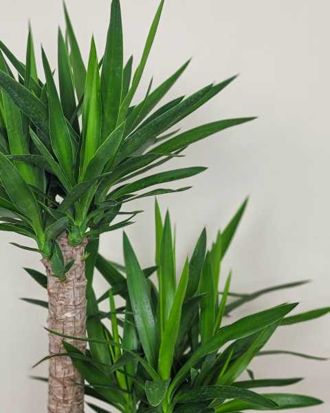 Foliage Foliage