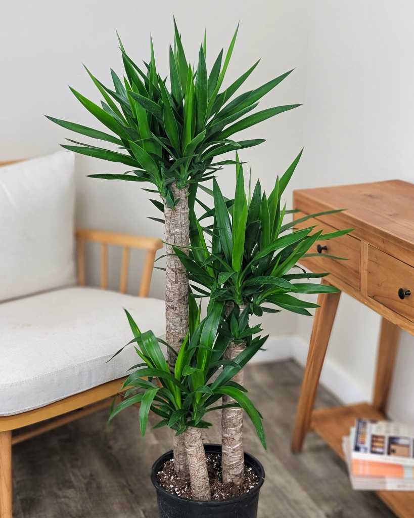 Yucca